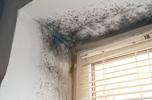 Affordable Mold Remediation solutions in Peabody, MA